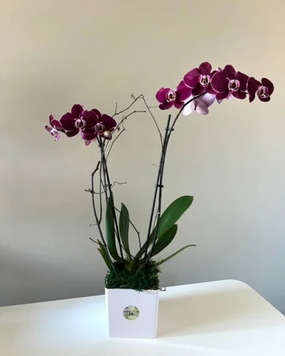 Blooming Orchid - in Destin, FL